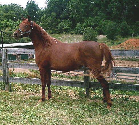 SHS Mageeda Layla  ( El Norus x MB Amelia )