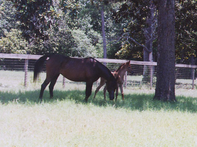 straight egyptian arabians for sale in texas