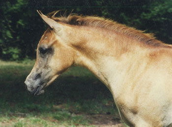 Heritage C Progeny