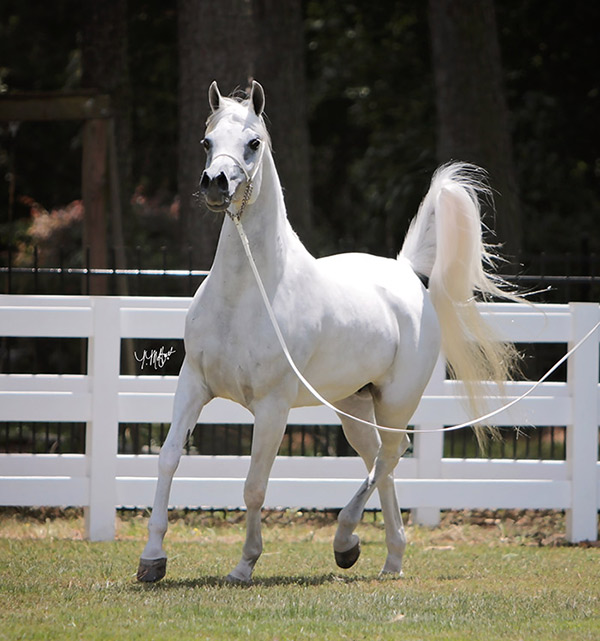 HC Abla El Saghira (Ali Reshan x Ravenwood Sensation)