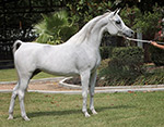 HC Abla El Saghira (Ali Reshan x Ravenwood Sensation)