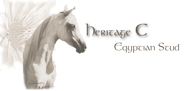 Straight egyptian horses for  
sale in Texas, breeders Heritage C Arabian Stud