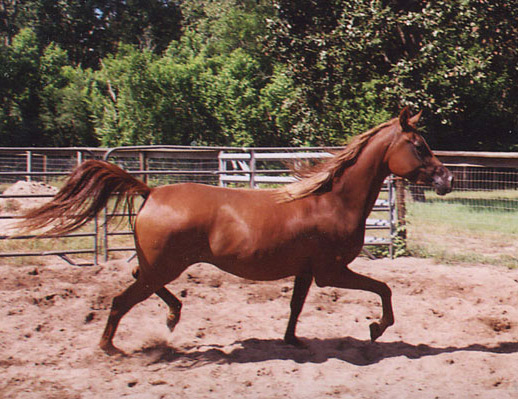Maysa Dance  ( Calypso Dance x Maisamm )