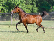 Ravenwood Muniet  ( Ravenwood Majesty x Ravenwood Cayla ) 