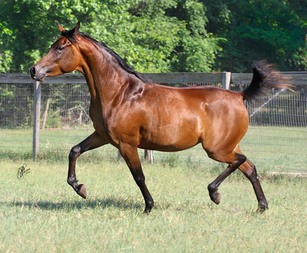 Ravenwood Muniet  ( Ravenwood Majesty x Ravenwood Cayla ) 