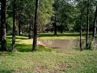straight egyptian arabians for sale in texas
