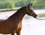 Ravenwood Sensation (Ravenwood Majesty x Ravenwood Cody)