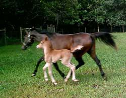 Heritage C Progeny