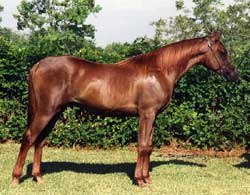 Heritage C Progeny